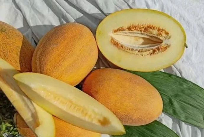 фотография продукта  дыня "амал".