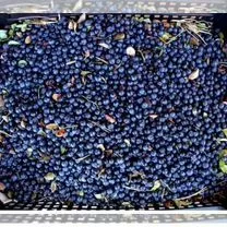 Фотография продукта Черника лесная свежая