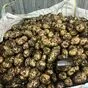 картофель чипсовый урожай 2026г в Брянске 2