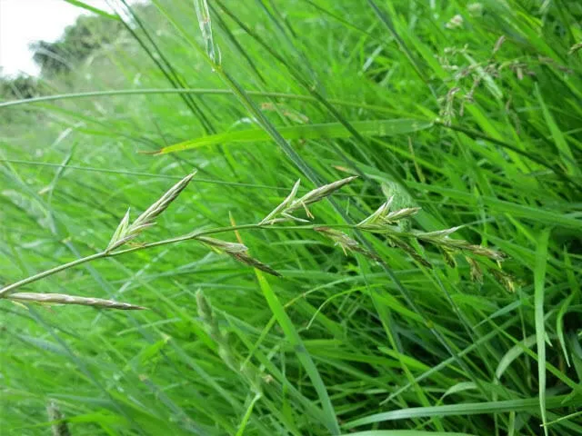 Фотография продукта Фестулолиум, сорт удзячны, рс1