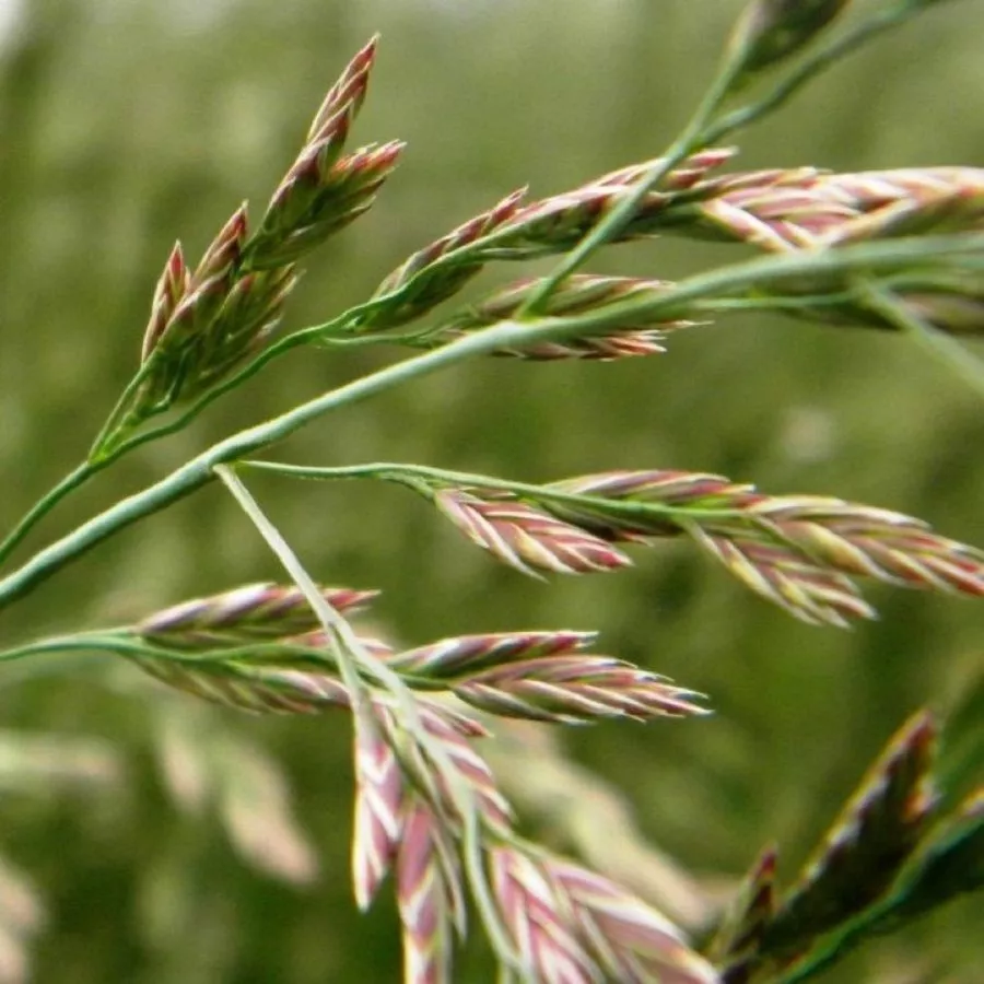 Фотография продукта Овсяница луговая, сорт зорка, рс2
