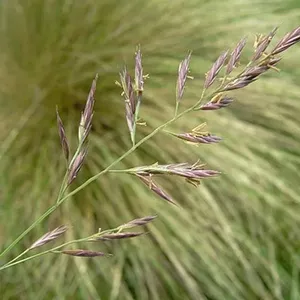 Фотография продукта Овсяница красная, сорт реверент, рс1