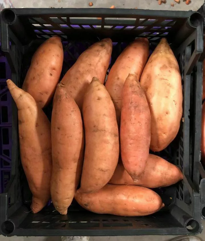 Фотография продукта Батат 