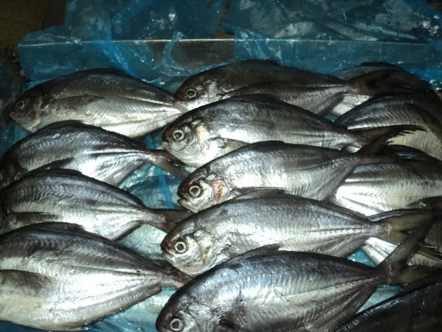 Фотография продукта Рыба и морепродукты из аргентины